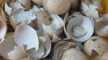 Duck egg shells they use