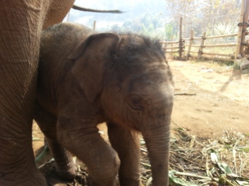 Happy Elephant Home- baby
