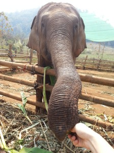 Happy Elephant Home