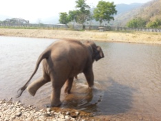 Happy Elephant Home- running into the water